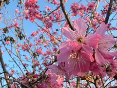 -天适樱花悠乐园