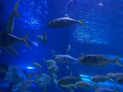 -太平洋海底世界