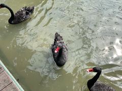 -五缘湾湿地公园