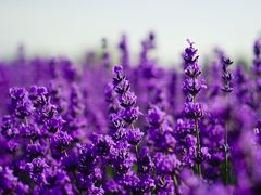 -北京东方普罗旺斯薰衣草庄园