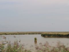 -哈素海