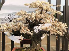 -香雪海