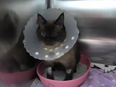 -纳吉亚猫专科动物诊疗中心(蒋宅口分院)