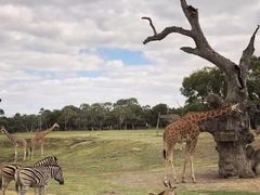 -威勒比开放式动物园