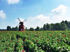 北纬44度·金珠花海景区-北纬44度·金珠花海休闲农业旅游景区