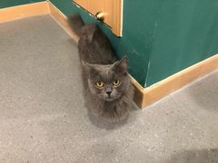 -飞行喵MR PILOT|猫舍·猫咖(静安大融城店)