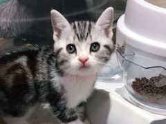-糯米喵星人总部直营旗舰店·猫舍·幼猫出售