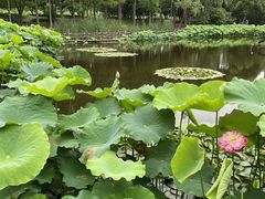 -陈家山荷花公园