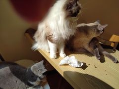 -滚猫咖啡·猫咖·猫友好撸猫(未来城店)