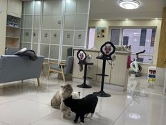 -鼓捣猫呢主题猫咖店