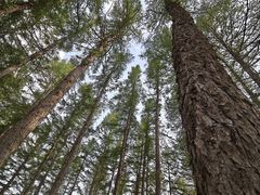 -塞罕坝国家级自然保护区