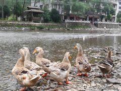 -九屋西岭生态度假景区