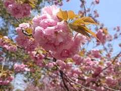 -高东镇樱花园