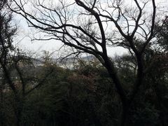 -上海佘山国家森林公园西佘山园