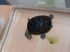 -瑞派·关忠动物医院·异宠专科·犬猫肿瘤·皮肤专科(望京店)