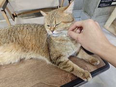 -Heymao猫咖.咖啡厅(东门店)