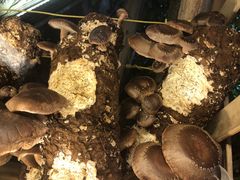 -楠柏弯休闲山庄(梨花溪店)