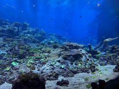 -上海海洋水族馆