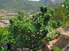 -太和山风景区