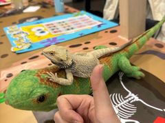 -FAIRYLAND龙族星球主题餐厅(凯丹广场店)