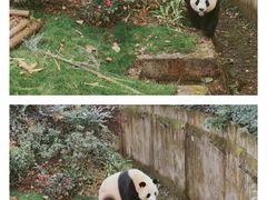 -成都大熊猫繁育研究基地