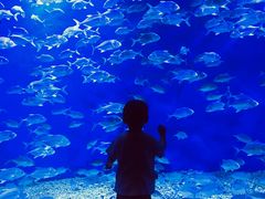 -哈尔滨波塞冬海底世界