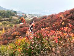 -北京西山国家森林公园