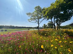 -金鸡湖高尔夫会员专属俱乐部