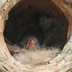 -Zoolung Zoolung动物主题公园(海信广场店)