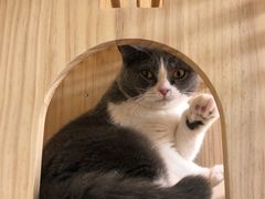 -猫和宫(六道口店)