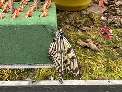 -上海大自然野生昆虫馆