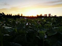 android_upload_pic-赛汗塔拉风情园