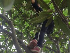 -塘栖枇杷特色园区