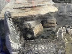 -上海大自然野生昆虫馆(东方明珠·爬宠昆虫探索中心)