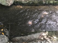 -四会奇石河风景区