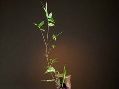 -王府茶楼茶宴·创意菜(大观园总店)