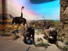 -国家自然博物馆