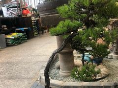 -双季花艺园艺市场(浦东店)