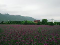 -曲江薰衣草庄园