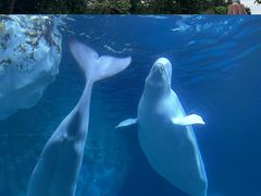 -珠海长隆海洋王国