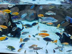 -上海海洋水族馆