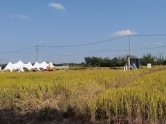 -莲花岛景区