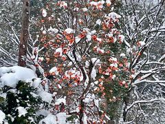 -白川乡与五箇山的合掌构造村落
