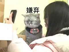 -猫色咖啡·猫咖