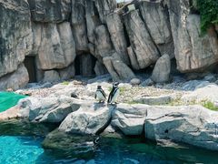 -上海野生动物园