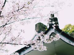 -武汉大学-樱园