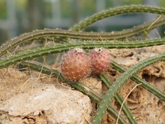 -南通洲际绿博园