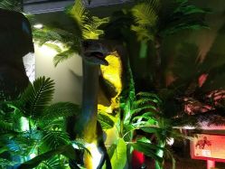 -恐龙探索乐园(磁器口店)