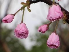 -天适樱花悠乐园