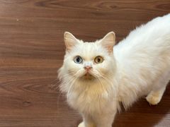 -楼上猫咖(罗湖店)